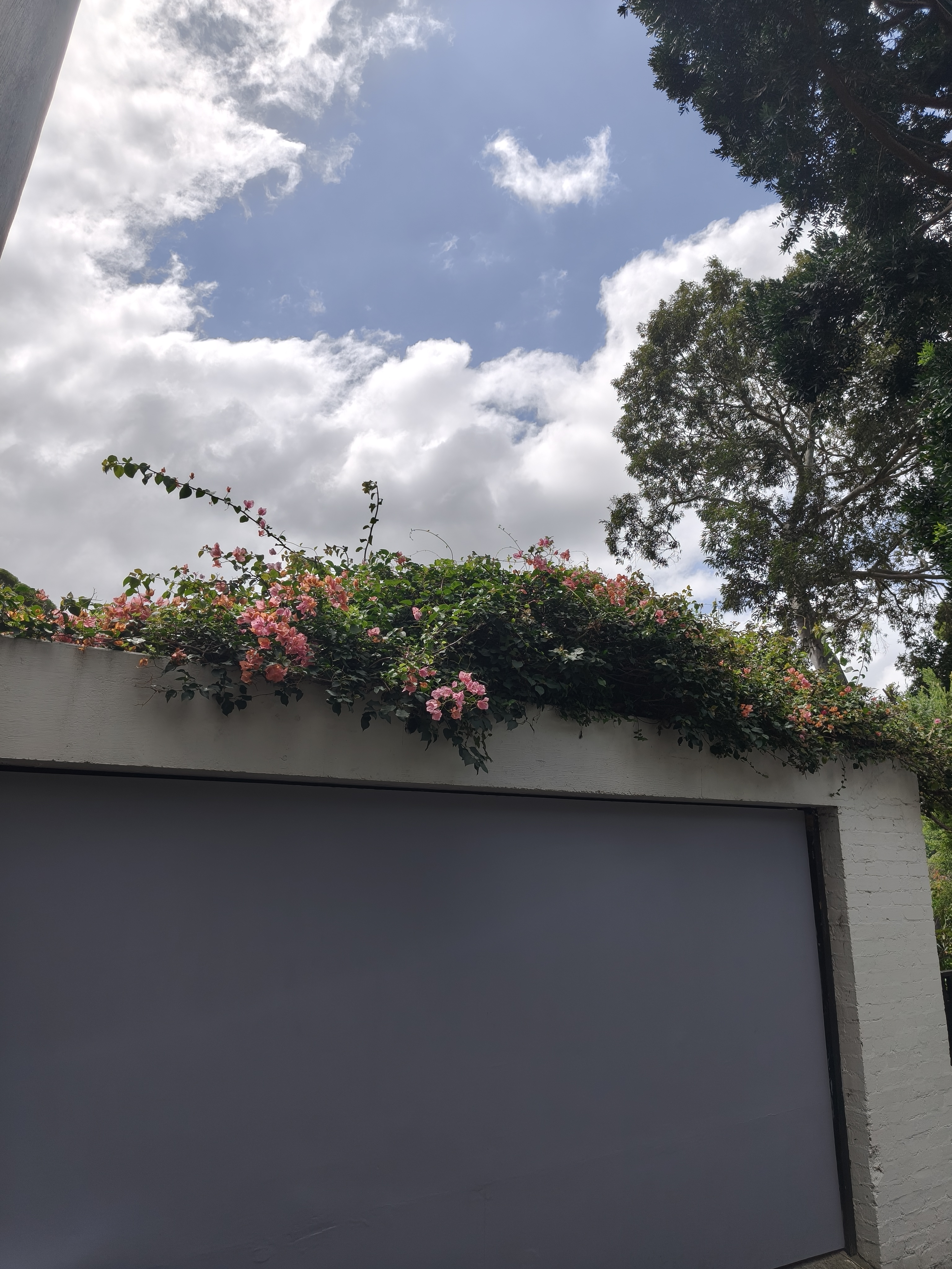 Flowers taken with Oppo Reno15 PRO REVIEW: OPPO Reno15 Pro vs Reno15 F – Compact Flagship vs Big Value