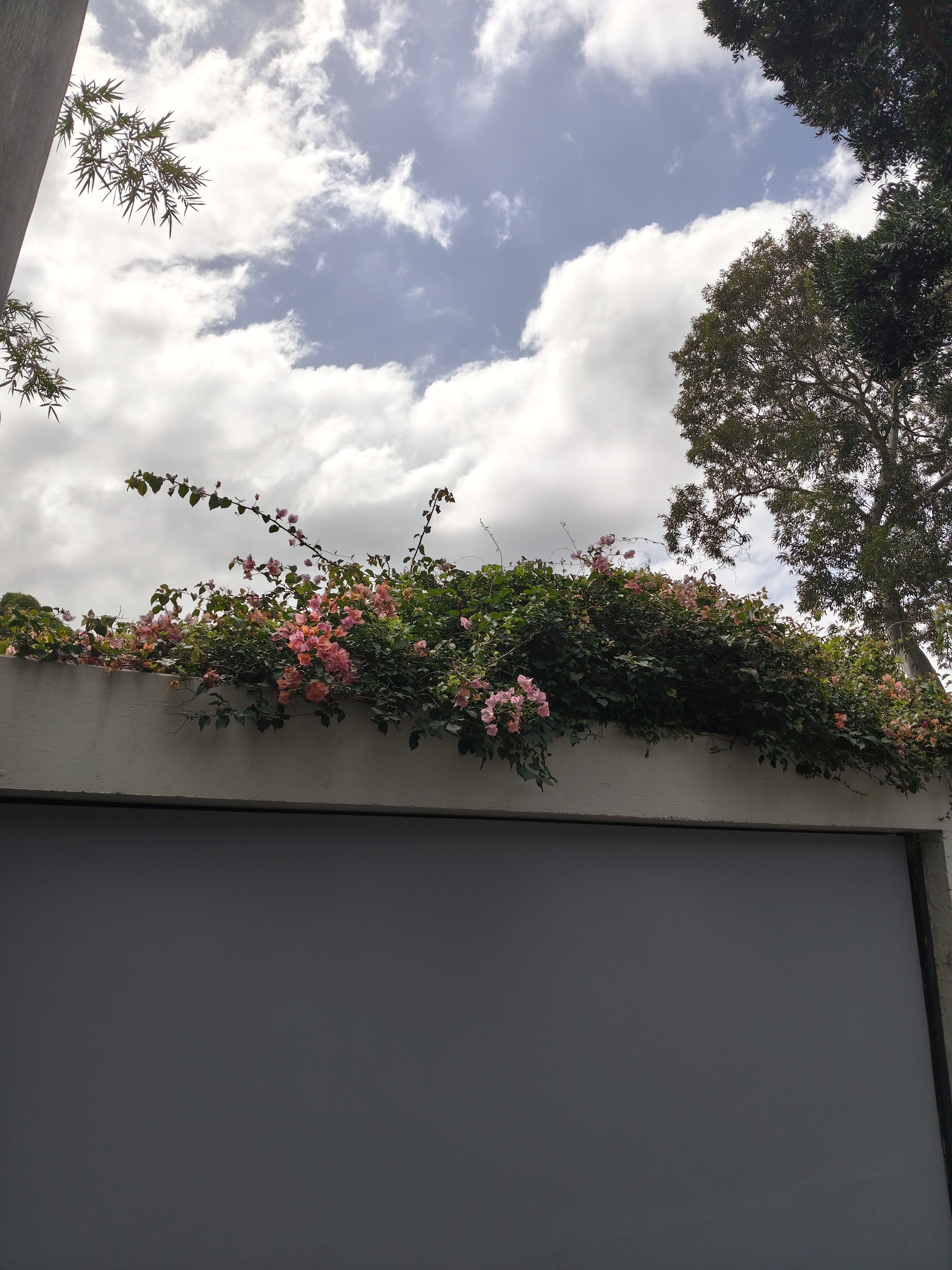 Flowers taken with Oppo Reno15 REVIEW: OPPO Reno15 Pro vs Reno15 F – Compact Flagship vs Big Value